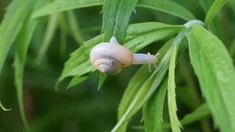 Snail in shell creeps on the green lush green leaves Stock Footage 76274010