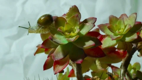 Snail in shell creeps on the green lush green leaves of goldenrod plant, clos Vídeo Stock 123536110