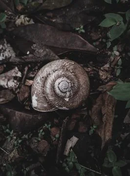 Snail shell Deterioration Stock Photos