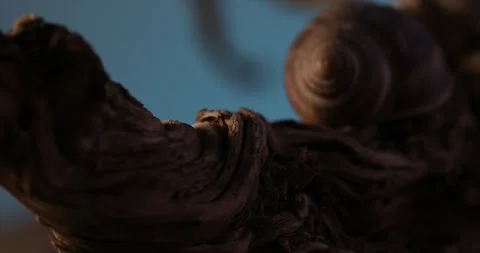 Snail shell on Driftwood Against Sky, Stock Footage 259919164
