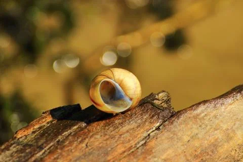 A snail shell on the end of a log Fotos de archivo