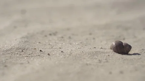 Snail shell on fine white clean sand. Close-up Stock Footage 89653114