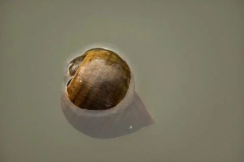 Snail shell floating on water Stock Photos