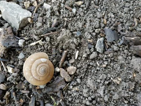 Snail shell on the floor Stock Photos