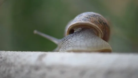Snail Shell Stock Footage 91226390
