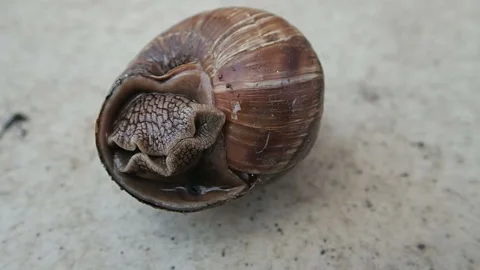 Snail in the shell Stock Footage 104720228