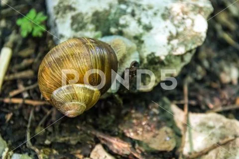 Snail Shell Forest Floor Nature Creature Animal Small Rock Resting Still Spir Stock Photos