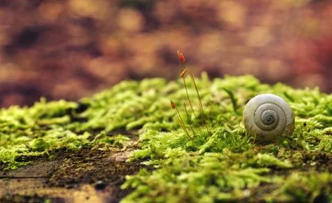 Snail shell in forest Stock Photos