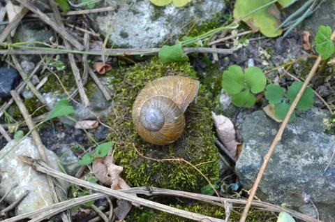 Snail Shell in the Forest Stock Photos