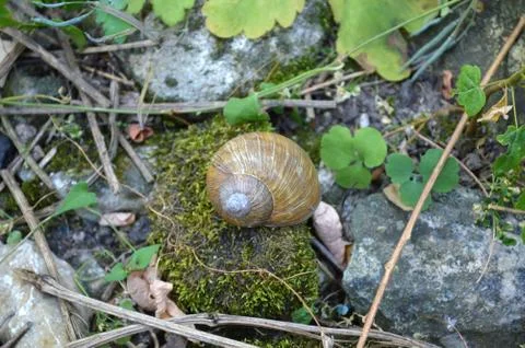 Snail Shell in the Forest Stock Photos