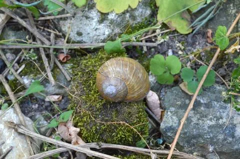 Snail Shell in the Forest Stock Photos