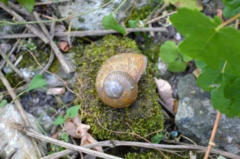 Snail Shell in the Forest Stock Photos