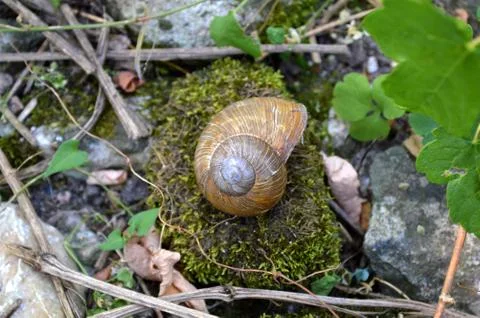 Snail Shell in the Forest Stock Photos