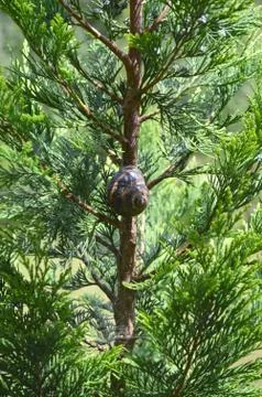 Snail Shell in the Forest Stock Photos