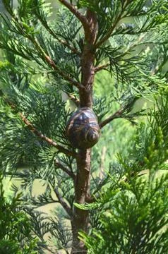 Snail Shell in the Forest Stock Photos