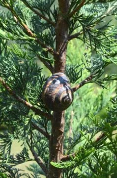 Snail Shell in the Forest Stock Photos