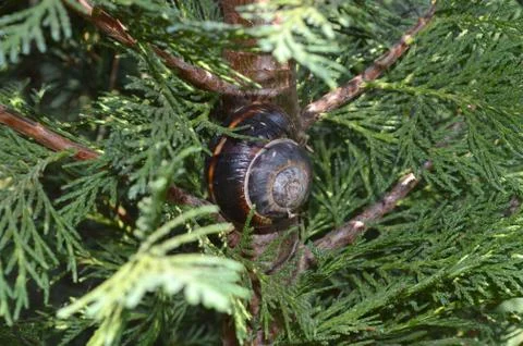 Snail Shell in the Forest Stock Photos
