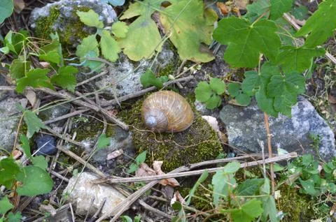 Snail Shell in the Forest Stock Photos