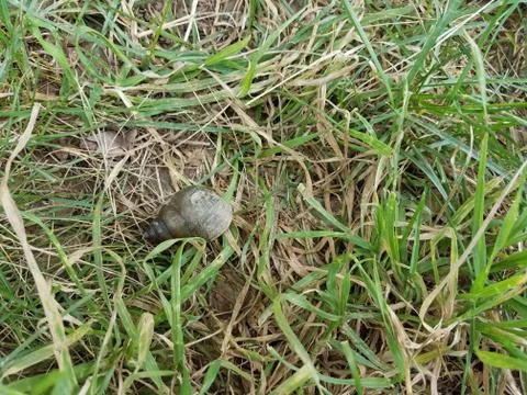 Snail shell in the grass Stock Photos