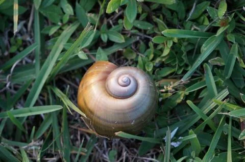Snail shell on the grass Stock Photos