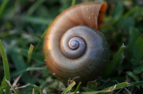 Snail shell on the grass Stock Photos