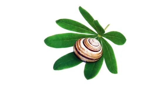 Snail shell on a green leaf isolated Stock Photos