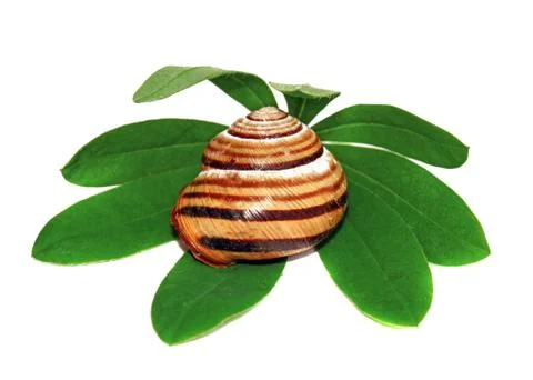Snail shell on a green leaf isolated Stock Photos