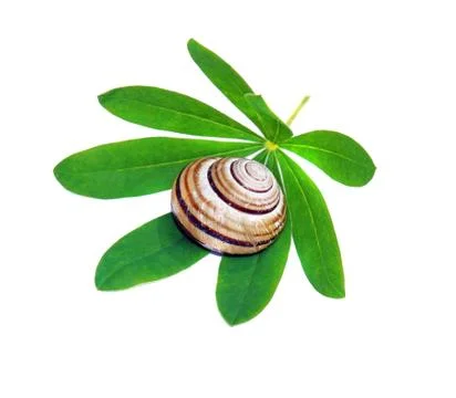 Snail shell on a green leaf isolated Stock Photos