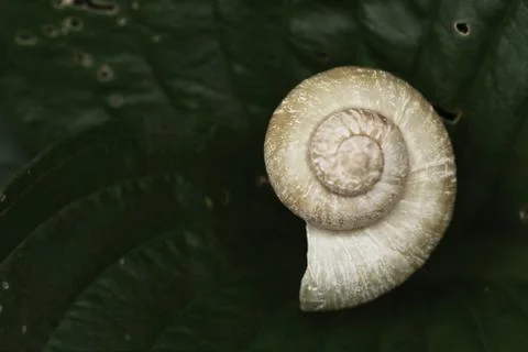 Snail shell on green leaf Stock Photos