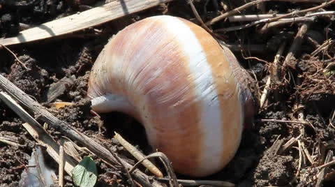 Snail shell on ground Stock Footage 22596656