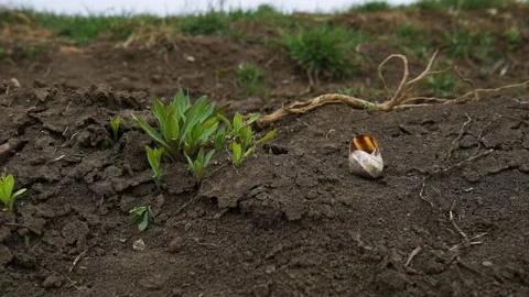 Snail shell on the ground in the spring time Stock Footage 253708579