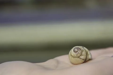 A snail shell on a hand Stock Photos