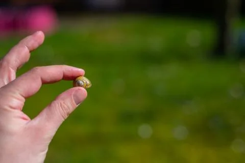 A snail shell is held between individual  fingers of a hand with a green back 库存照片