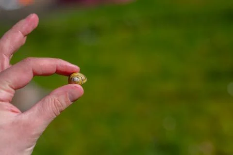 A snail shell is held between individual  fingers of a hand with a green back 库存照片