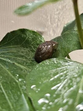 A snail shell on a leaf after the rain Stock Photos