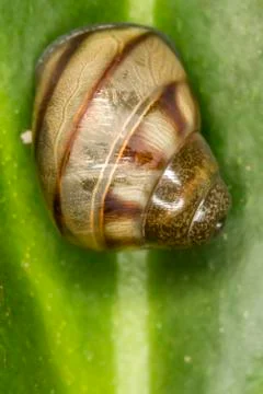 Snail shell on leaf extreme closeup photo - Macro photo snail on leaf Stock Photos