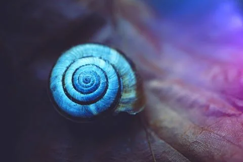 Snail shell on a leaf Stock Photos