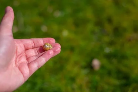 A snail shell lies  on a single hand with a green background 库存照片