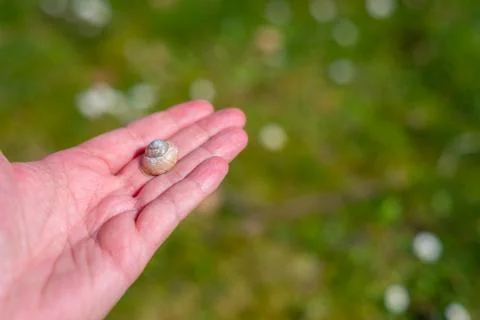 A snail shell lies  on a single hand with a green background Stock Photos