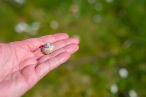 A snail shell lies  on a single hand with a green background 库存照片