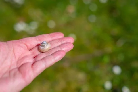 A snail shell lies  on a single hand with a green background 库存照片