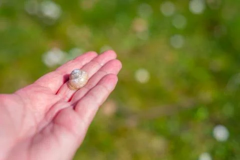 A snail shell lies  on a single hand with a green background 库存照片