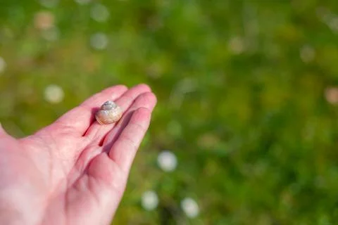 A snail shell lies  on a single hand with a green background Stock Photos