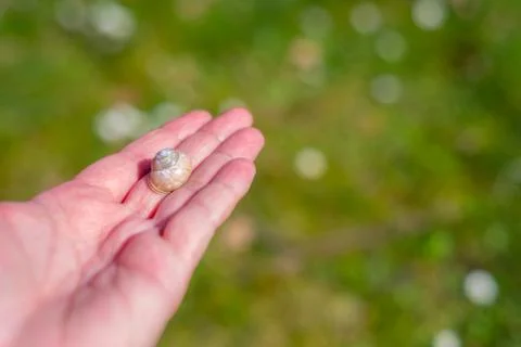 A snail shell lies  on a single hand with a green background 库存照片