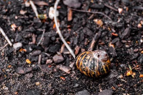 A Snail Shell Lying On The Ground Stock Photos