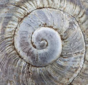 Snail shell macro Foto stock
