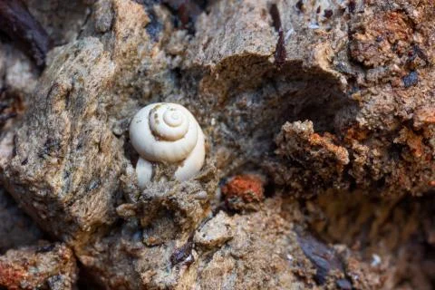 Snail shell in marl Stock Photos