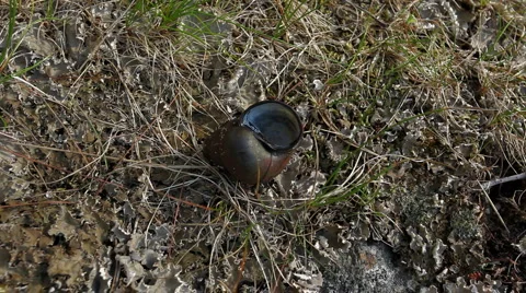 Snail shell on moss Stock Footage 953130