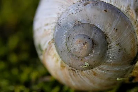 Snail shell on moss - super macro shot Stock Photos