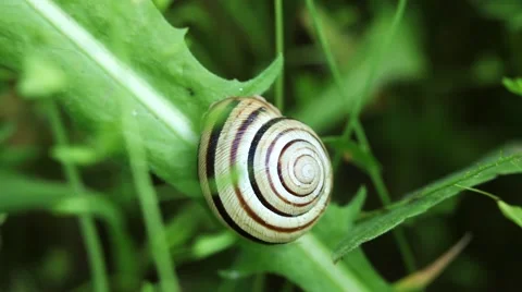 Snail shell nature macro 스톡 동영상 50126276